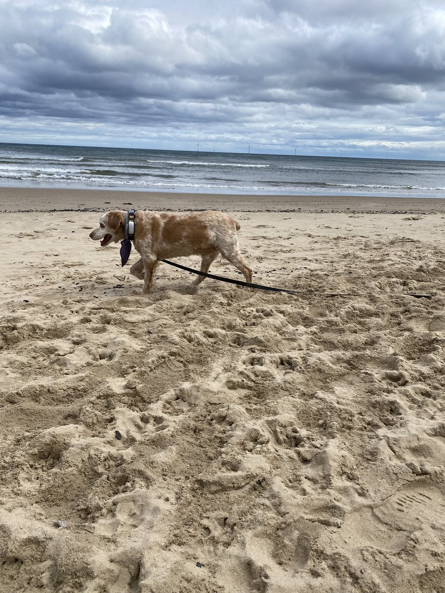 SpanielsSuper's tweet photo. Ronnie finally found sand to walk on after the #NuttySlack he hates
#AhThatsBetter https://t.co/Vt3nmwbjNd