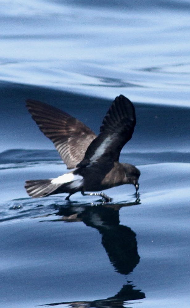 James Phillips (@_james1phillips) on Twitter photo Wow, St Anges & Gugh are rat free!
Great work <a href="/ScillyWildlife/">Isles of Scilly Wildlife Trust</a> <a href="/duchyofcornwall/">The Duchy of Cornwall</a> <a href="/Natures_Voice/">RSPB</a> <a href="/NaturalEngland/">Natural England</a> helping breeding Manx Shearwater & European Storm Petrel return to the #IsleofScilly Both seen on the <a href="/Scillypelagics/">Scilly Pelagics</a> at the weekend too! 🙂 Bird photos: <a href="/Howell1957/">Roger Howell</a> Wow, St Anges & Gugh are rat free!
Great work <a href="/ScillyWildlife/">Isles of Scilly Wildlife Trust</a> <a href="/duchyofcornwall/">The Duchy of Cornwall</a> <a href="/Natures_Voice/">RSPB</a> <a href="/NaturalEngland/">Natural England</a> helping breeding Manx Shearwater & European Storm Petrel return to the #IsleofScilly Both seen on the <a href="/Scillypelagics/">Scilly Pelagics</a> at the weekend too! 🙂 Bird photos: <a href="/Howell1957/">Roger Howell</a>