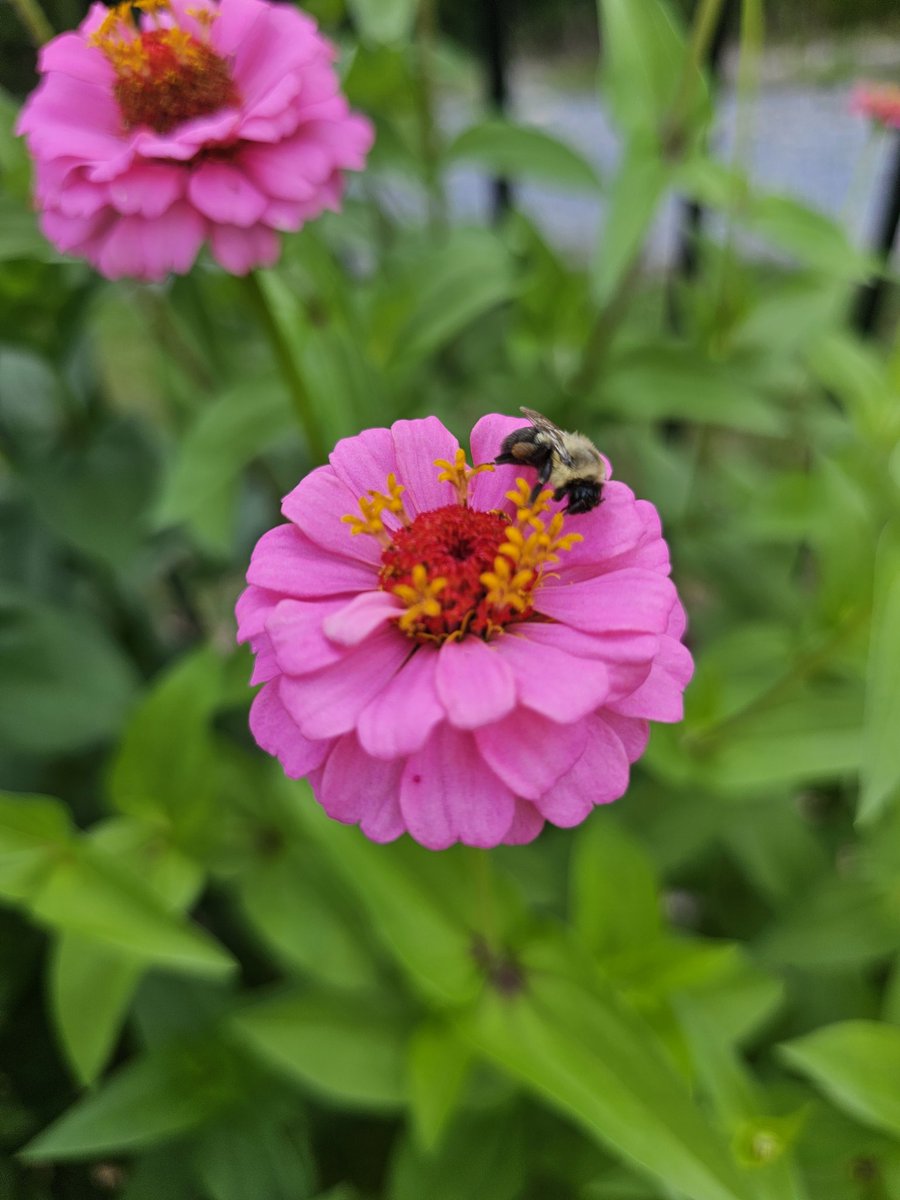 garden_marys's tweet photo. #SleepingBee https://t.co/bYxlpBR4zD