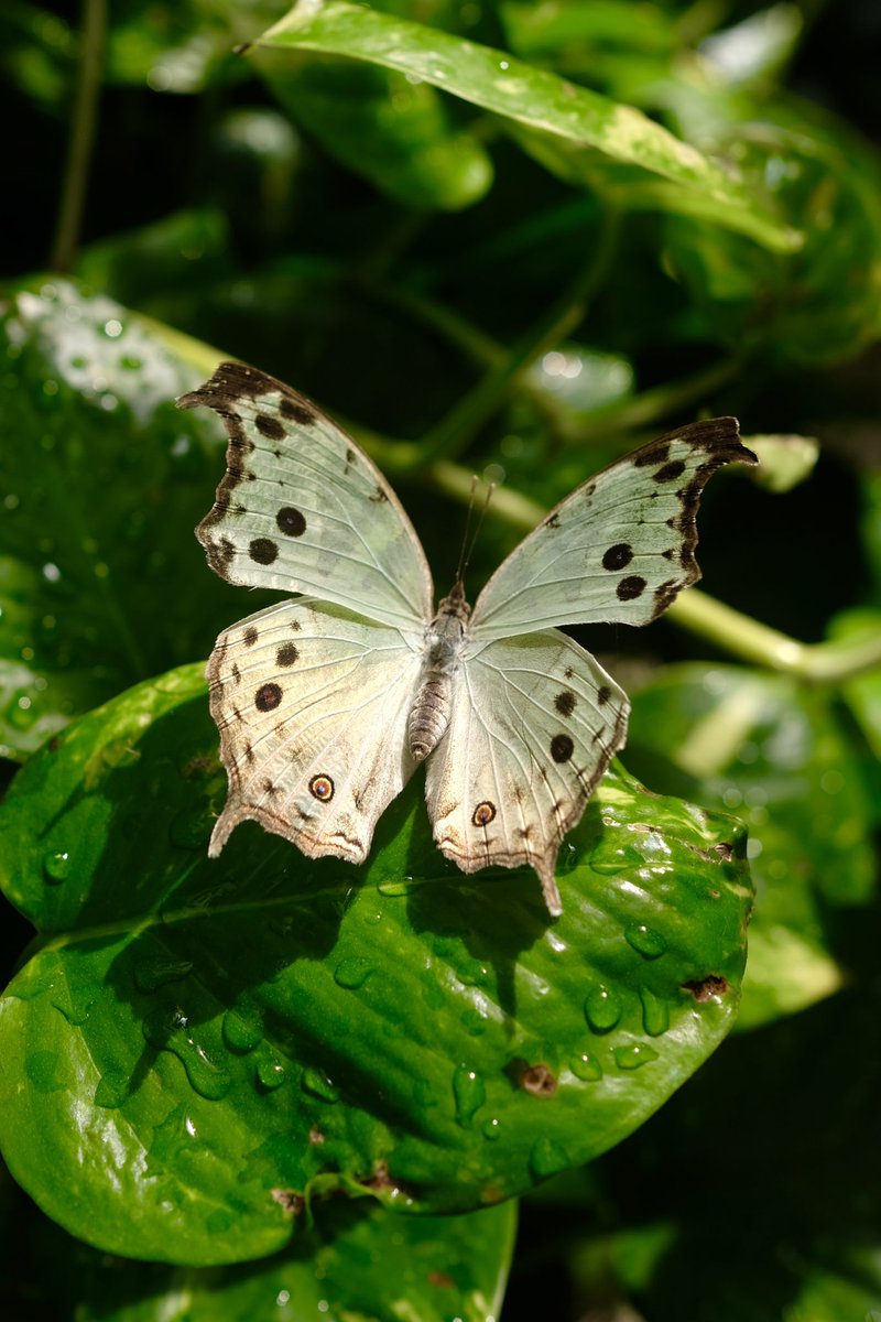 <a href="/insectweek/">Insect Week</a> One of my entries into the <a href="/RoyEntSoc/">Royal Entomological Society</a> ‘s #insectweek photography competition. I love how the beads of water resemble the pearls this Lep is named after. 🦋 (Protogoniomorpha
parhassus, Fujifilm xPro2, 23mm)