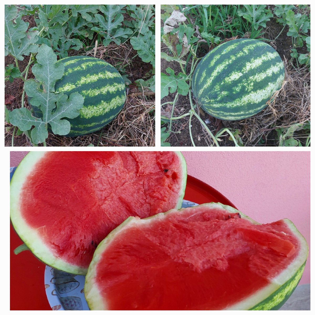 19 Mayısta dikmişiz. 14 Ağustos itibariyle tezahüratlarla kopardık. Herkes sırayla önünde fotoğraf çekindi. Komşularımızla afiyetle yedik. Bizim için büyük olay :D
