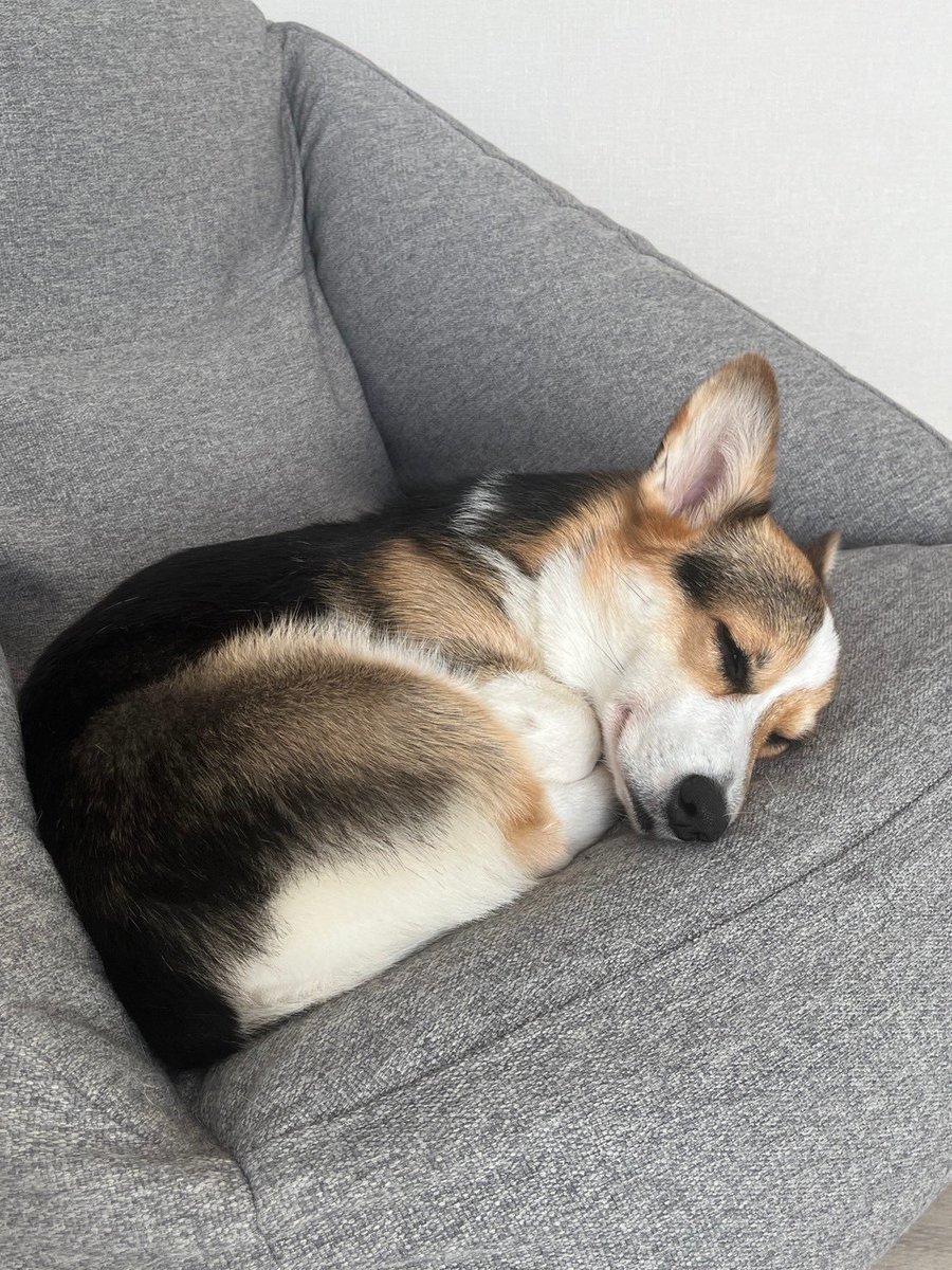 Corgi_Lover7's tweet photo. https://t.co/8rl33guDKa