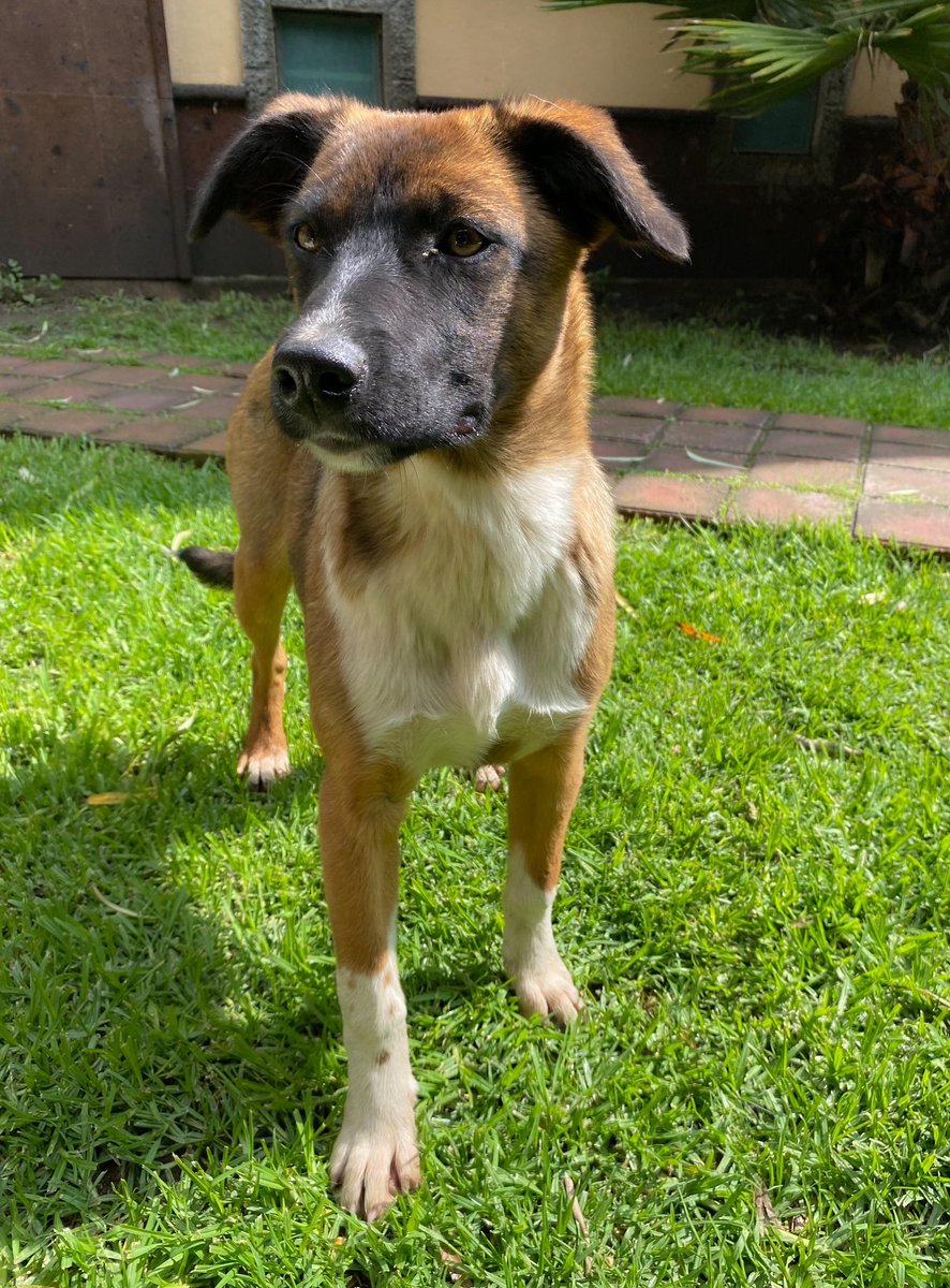 iveth_bernal's tweet photo. #Micaela  ❤️
Mica en adopción
Lista para su nueva familia 
Ya está esterilizada, vacunada y desparasitada. 
Talla mediana, convive con perros, gatos y niños. 

Ayúdanos a compartir para que llegue a quien pueda ofrecerle una familia!!! 
Info 7224269924 y/ o 7223676523 https://t.co/5RSK23qzaS