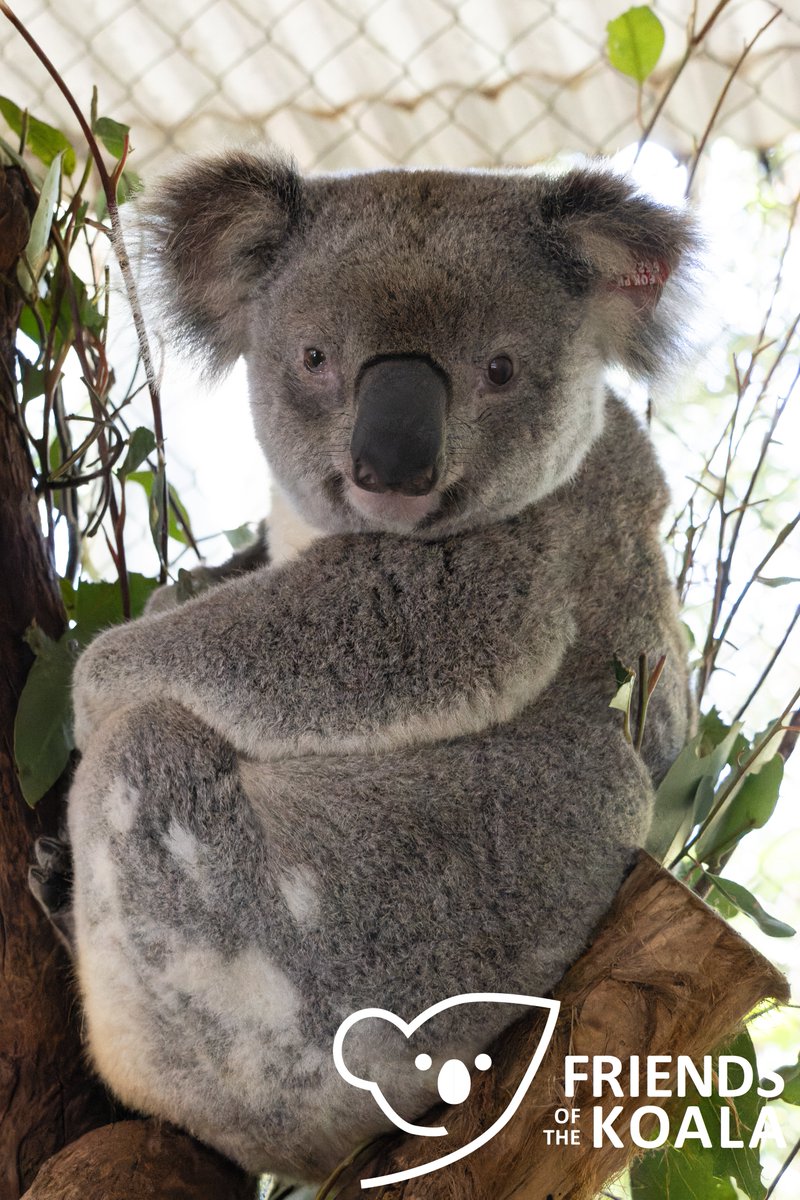 Bardlee1's tweet photo. @talkingkoala @Friends_Koala @ifawAU https://t.co/ozCWFwbIoo