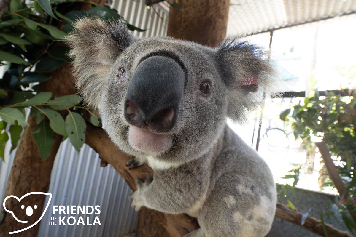 Bardlee1's tweet photo. @talkingkoala @Friends_Koala @ifawAU https://t.co/ozCWFwbIoo