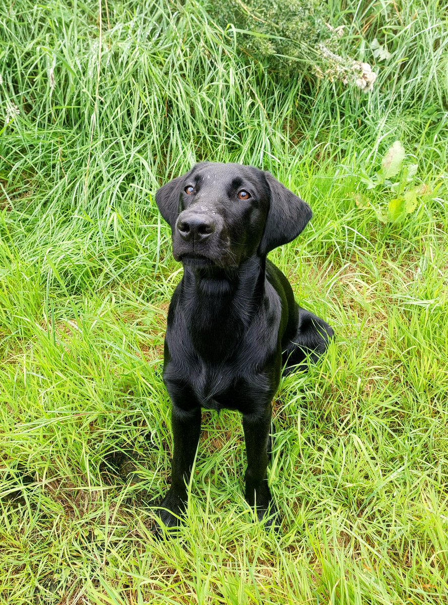 Tarn not taking well the news that it will be several months before he can go on big fell walks with his brother. 
Meanwhile - heel, sit, wait 😢
