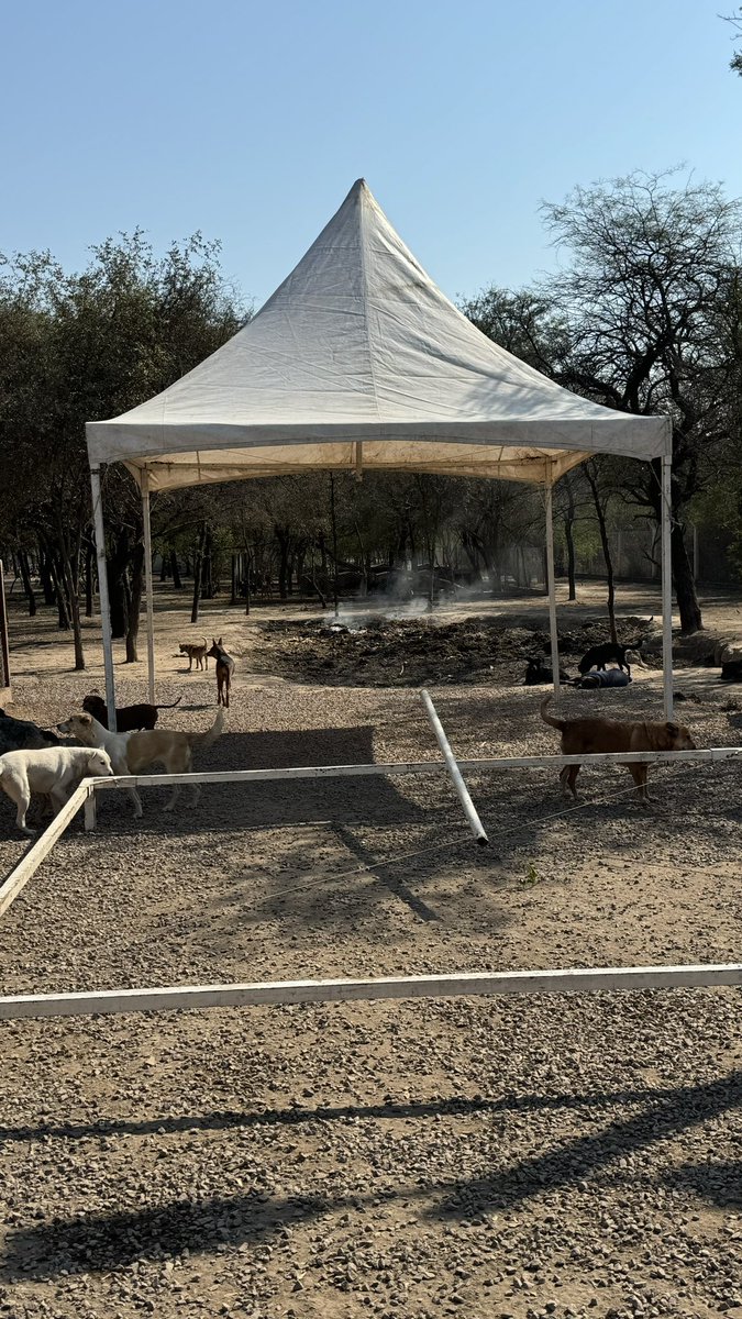 Hoy había que armar el SECTOR ULTRA VIP DE LOS CANICHONES 🐶🐶😂😂❤️❤️

Armado de las CARPAS CANICHONAS para dimensionar su tamaño real y ver como las acomodo dentro de los CANILES ESPECIALES !! 

Para los CANICHONES lo MEJOR DEL MUNDO siempre !! 

Háblame de amor ❤️🐶🐶🐶❤️