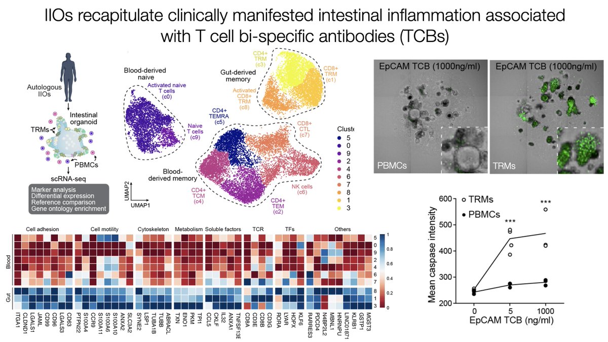 Gray Camp (@graycamplab) on Twitter photo Intestinal Immuno-Organoids (IIOs): Striking differences between immune cells in the blood or resident in the intestine which are maintained in vitro! Implications for T-Cell Bispecific and other therapy? <a href="/Nature/">nature</a> <a href="/EricTopol/">Eric Topol</a> <a href="/Roche/">Roche</a> <a href="/IHB_Research/">Institute of Human Biology</a> nature.com/articles/s4158… Intestinal Immuno-Organoids (IIOs): Striking differences between immune cells in the blood or resident in the intestine which are maintained in vitro! Implications for T-Cell Bispecific and other therapy? <a href="/Nature/">nature</a> <a href="/EricTopol/">Eric Topol</a> <a href="/Roche/">Roche</a> <a href="/IHB_Research/">Institute of Human Biology</a> nature.com/articles/s4158…