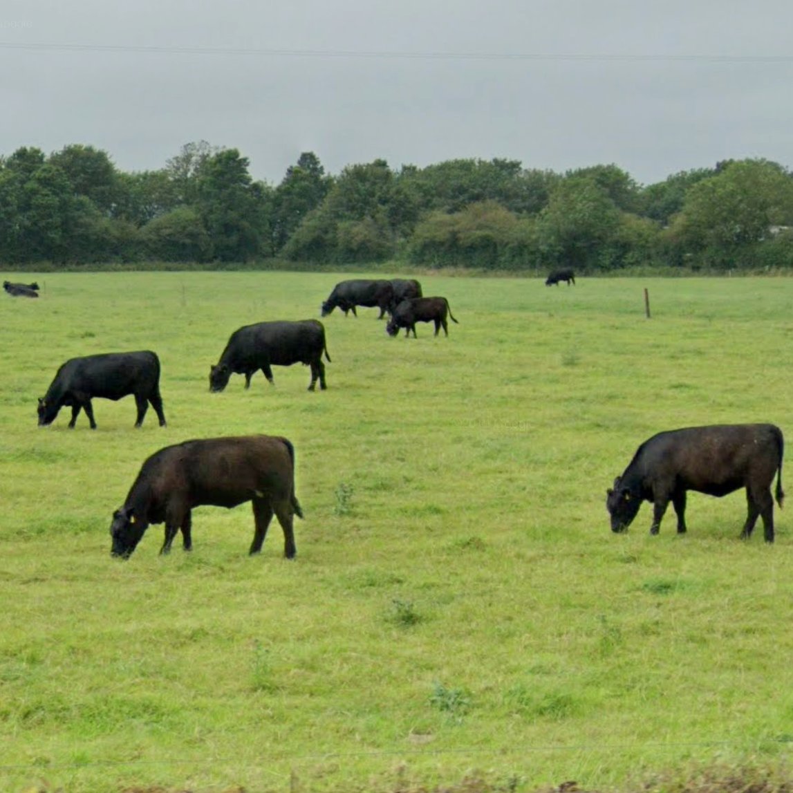 Animals of Street View (Ireland) tweet media