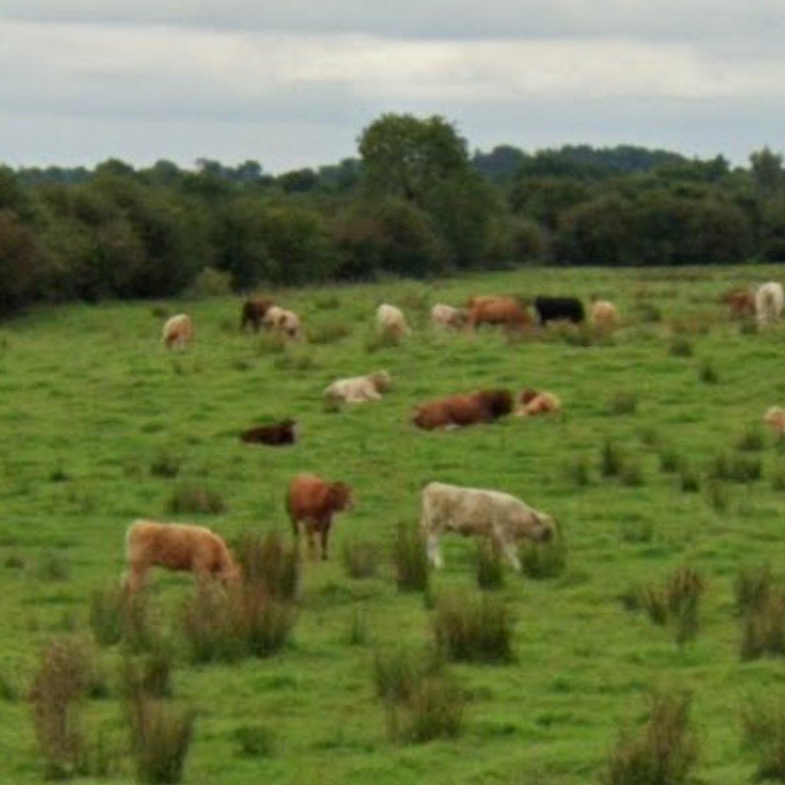 Animals of Street View (Ireland) tweet media