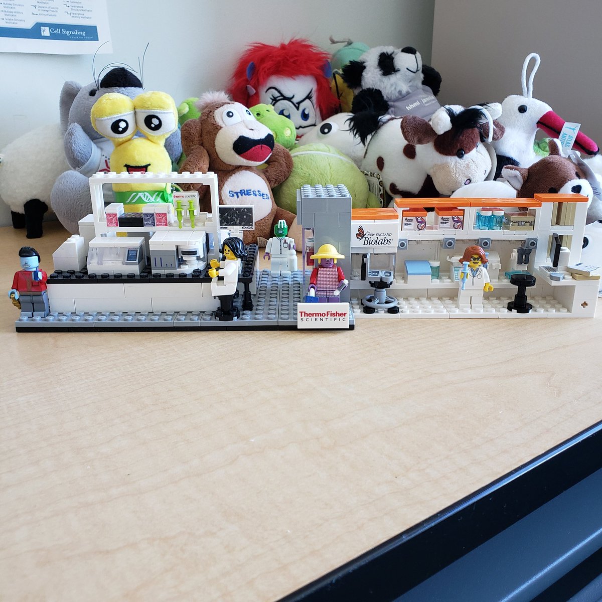 Kate Choi tweet media