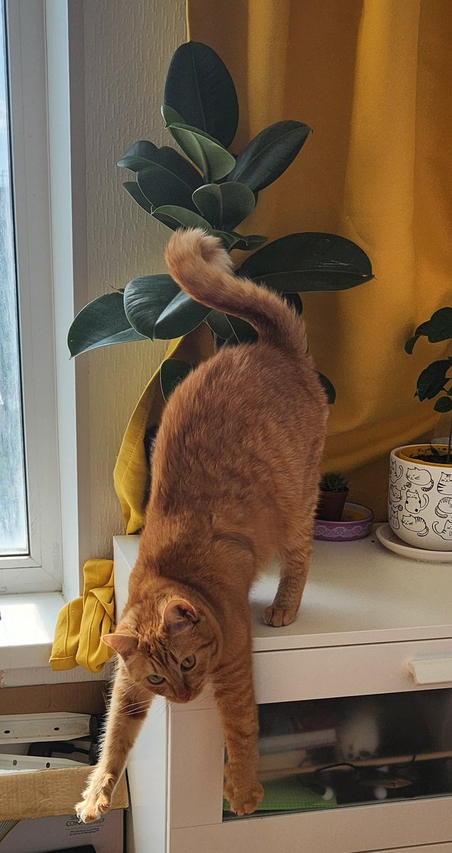 purpsnail's tweet photo. @uliankahuzhe Вот такая есть дурашка 🐾 https://t.co/vBziZy55Go