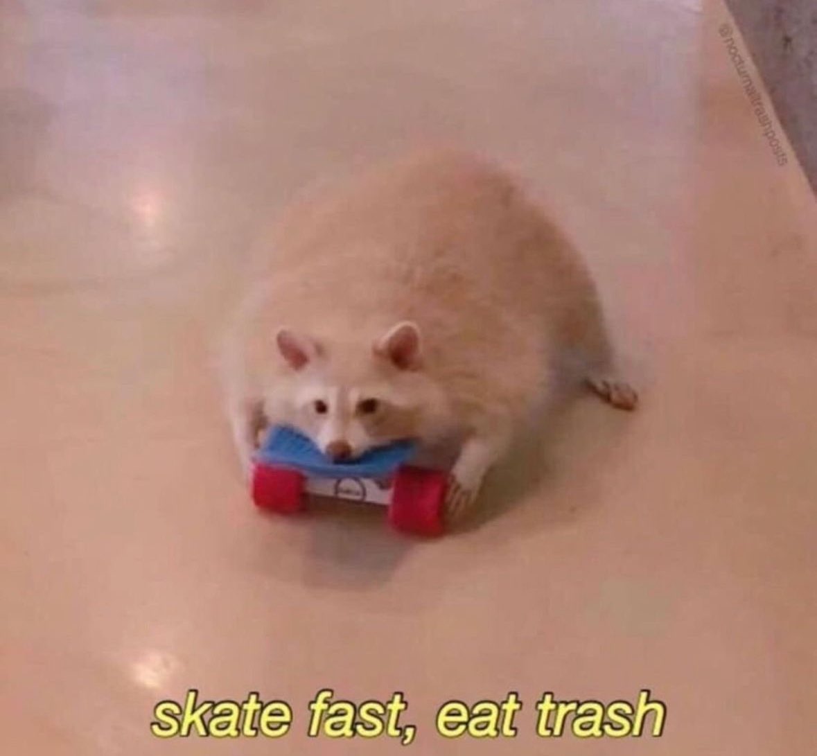 raccoonesthetic's tweet photo. https://t.co/OixPUfsukk