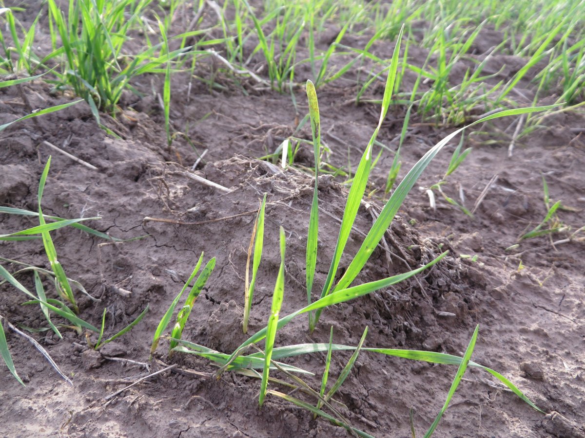 Fitotoxicidad de flumioxazin en trigo. La aplicación se hizo luego de la siembra y se incorporó con lluvia de 9 mm. Son preemergentes de la maleza y no del cultivo. Arranco con humedad y la fito permaneció hasta inicio de macollaje. Conclusión: se le quitó plasticidad al cultivo.