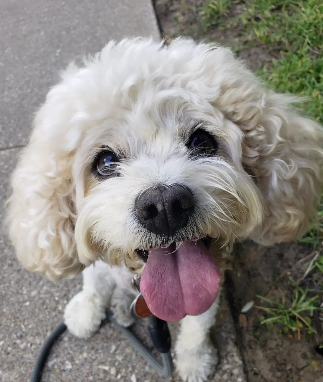 PCPSI's tweet photo. How is it that Elsie (and her hair) look absolutely fabulous and adorable in this heat and humidity, and we just wilt and sweat?

Come on folks, let's all channel our internal Elsie. We can do it. 💗🐶😀   

#FabulousHair #AdorableDog #SummerStyle #PCPSI

photo credit: Mike M. https://t.co/a96LirXNEK