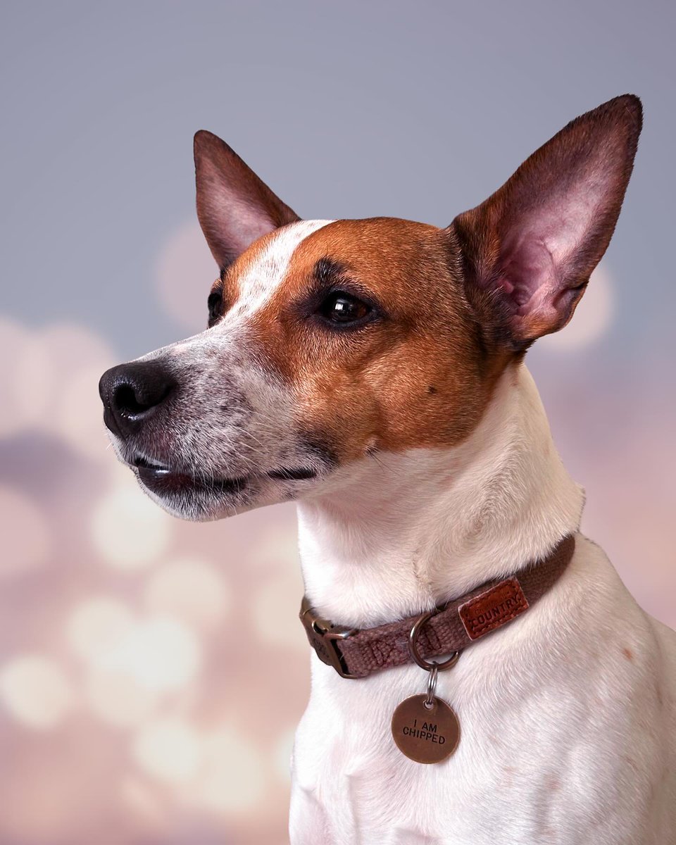 moysechris49's tweet image. Radar - Sunday 9th June 2024, Portland, Dorset.
Obligatory hashtags:  #jackrussell #jackrussellterrier #jackrussellsofinstagram #jackrussellmoments #jackrusselllove
