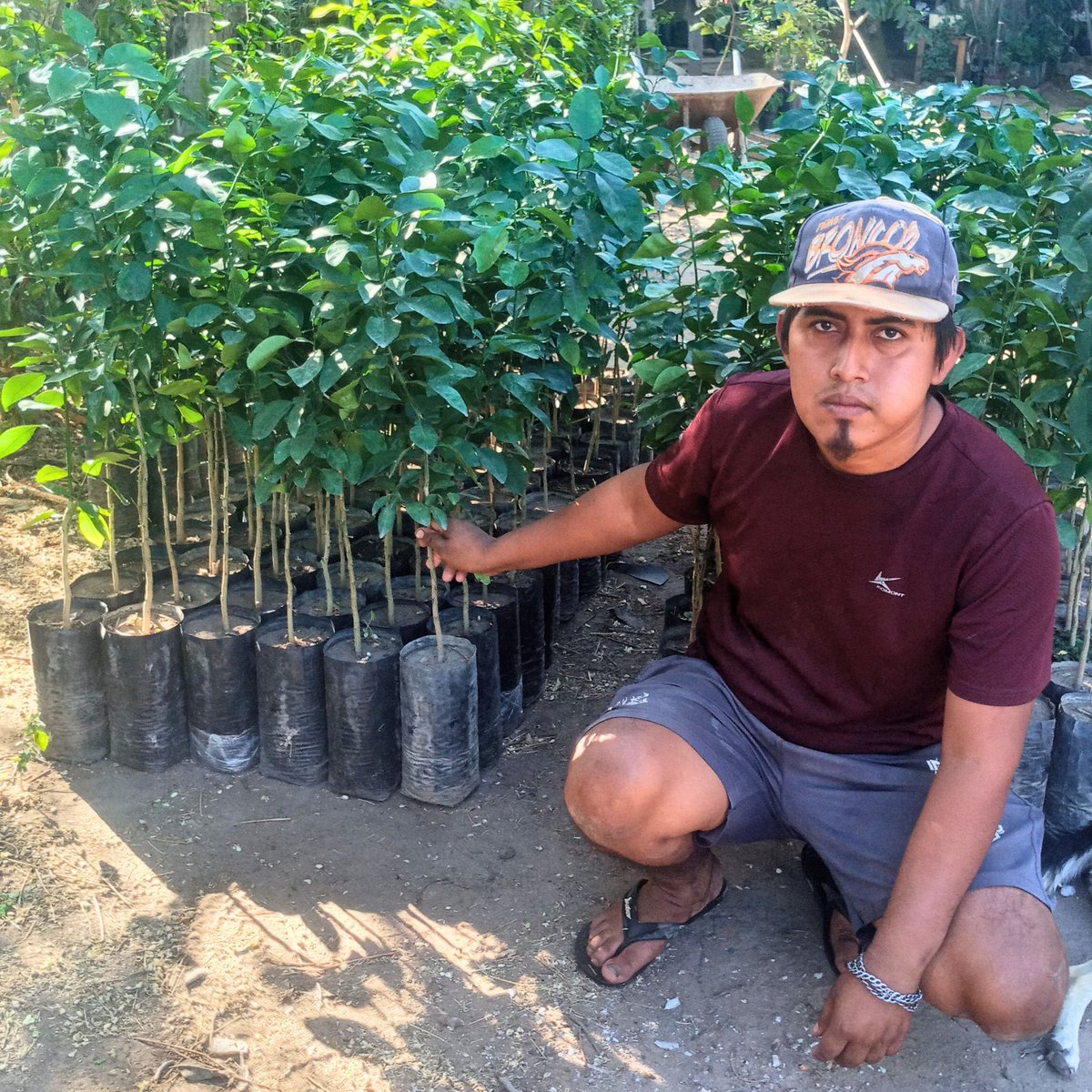 PRODECO_BOLIVIA's tweet photo. ¡Nuevo hito alcanzado en el proyecto KOFI Bosques y Territorios!🌱
Con el apoyo de tdh Alemania y la Cooperación Alemana, PRODECO entregó plantas frutales a las familias de las comunidades de Quituquiña, Ipiás y San Manuel, fortaleciendo así sus huertos agroforestales familiares. https://t.co/rx1YA6MZnT