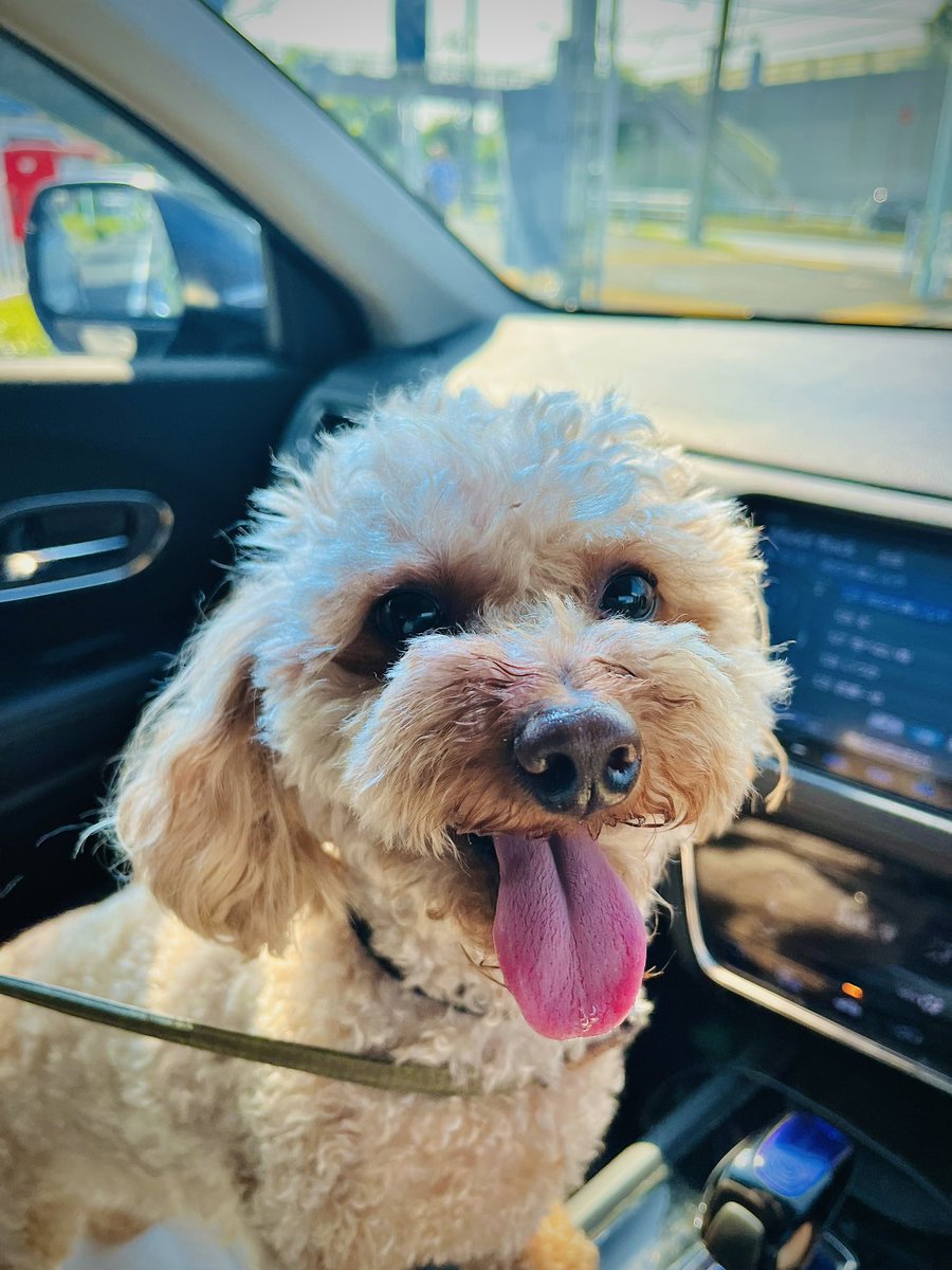commune_os's tweet photo. 一緒にお出かけ🚗
.
#トイプードル #ノア君 #ノアの日常 #dog #めちゃくちゃ楽しそう #車大好き
#笑顔 https://t.co/zuwI3kowH7