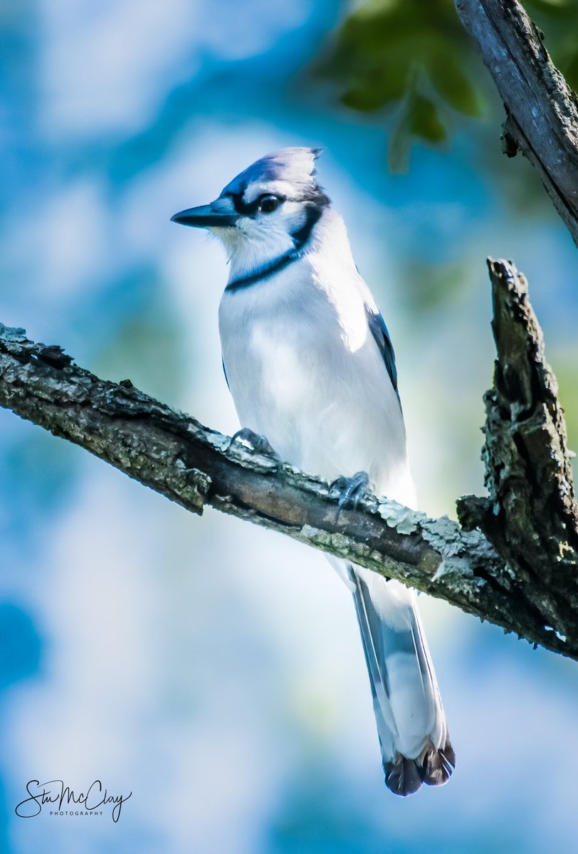 McclayStu's tweet photo. The always entertaining Blue Jay. https://t.co/29rZhYGxRr