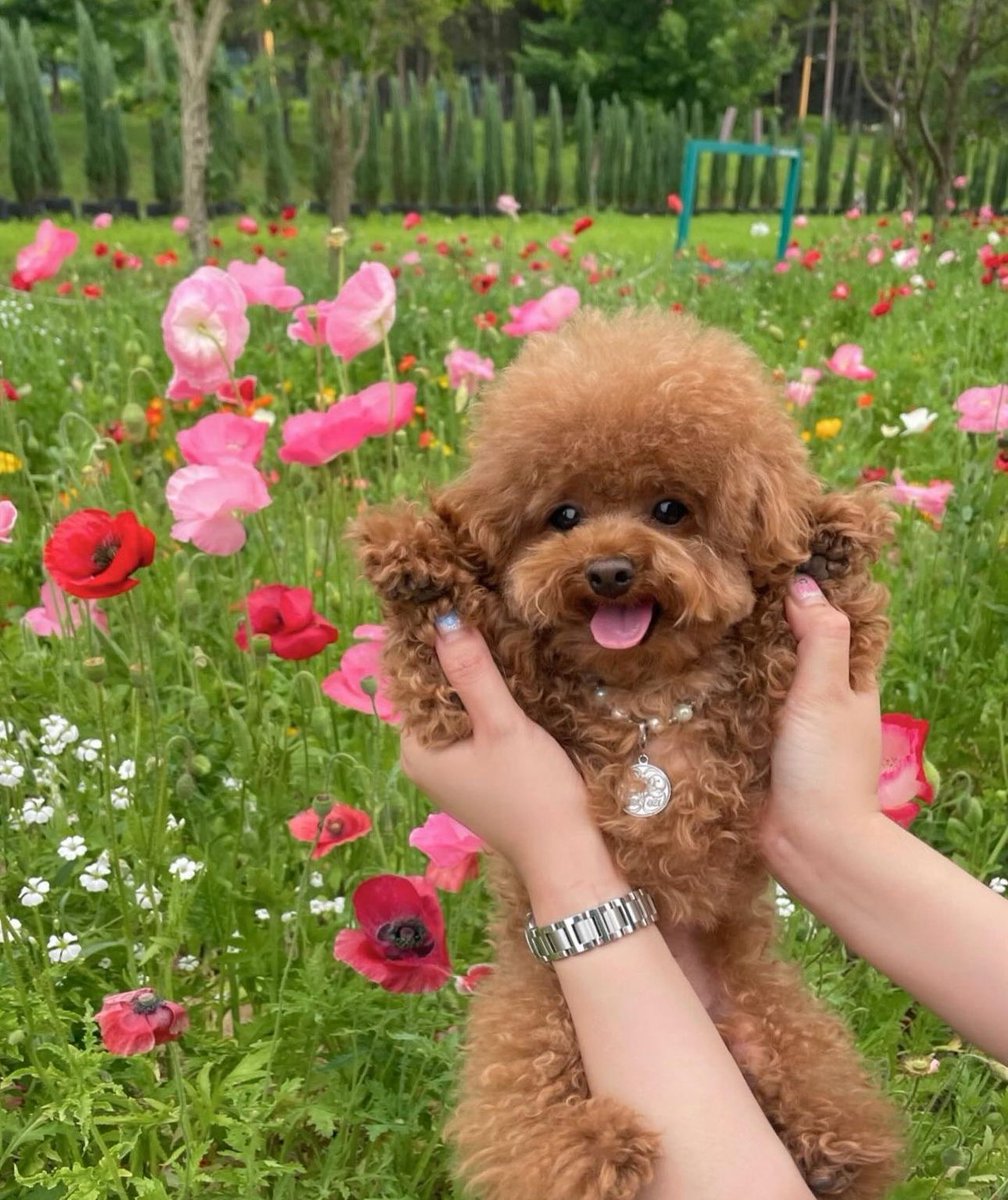 1of1dadon's tweet photo. Me when I receive flowers https://t.co/noxVqhUXNL