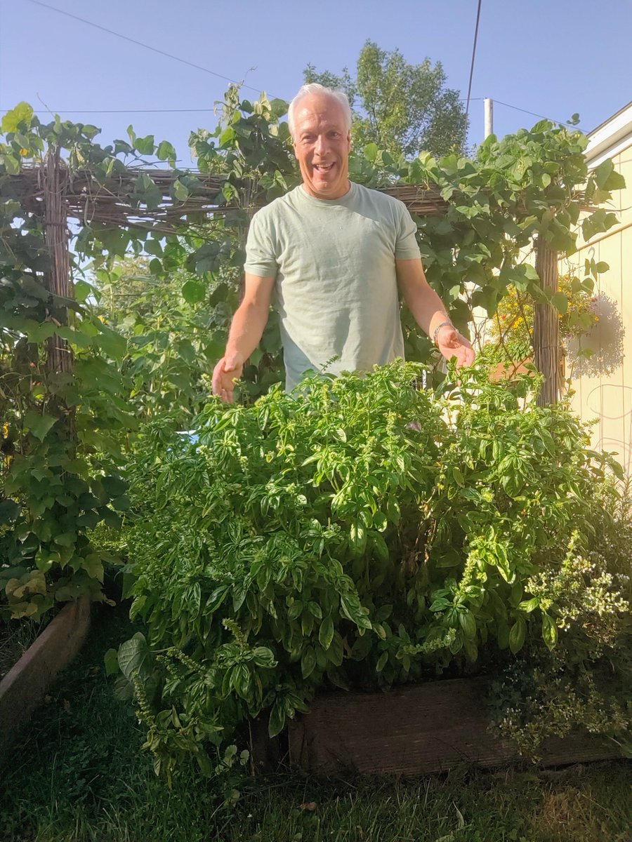 mayonnaise6114's tweet image. I think it&apos;s time to make a lot of Pesto 🍃💥#basilgalore #pestotime #Gardenlife #GardenOfInspiration #golfdude