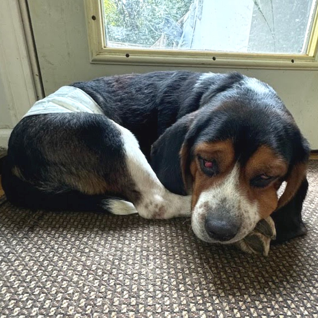 ❤️‍🩹 Barney Needs Your Help! ❤️‍🩹

Our Survivor of the Month, Barney, is waiting for more kind people to sponsor him. His cherry eye surgery is around the corner and we haven't gotten enough sponsors for him to cover the cost. 

👉 Sponsor Barney here: love.bfp.org/campaign/spons…