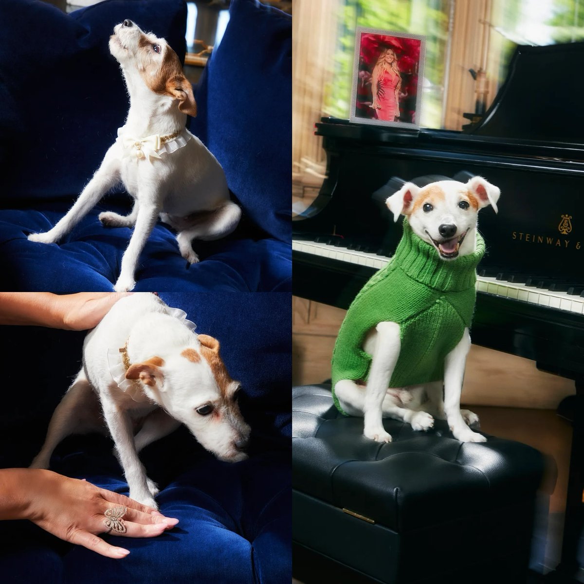 Mariah Carey’s Jack Russell Terriers photographed for Vogue.

📸: Charlie Engman