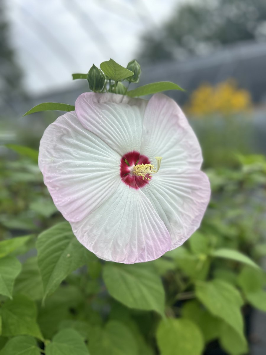 Swamp Mallow showing out in the greenhouse! #PlantNative