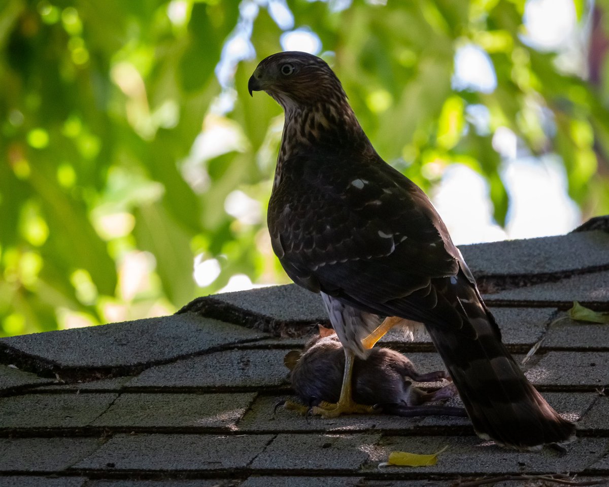 a young Cooper’s Hawk learning to hunt 🐀 in the urban canopy 🌳 of downtown Davis…