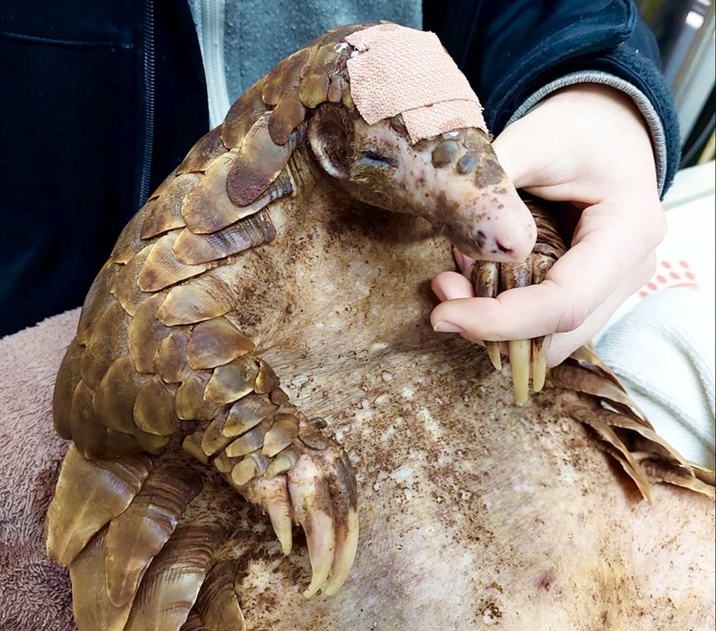 #Pangolin 

Remember my post about this pangolin who poachers hit on the head with a spade to make her uncurl, but she was trying to protect her tiny newborn baby?

This short thread tells the rest of the story:
1/