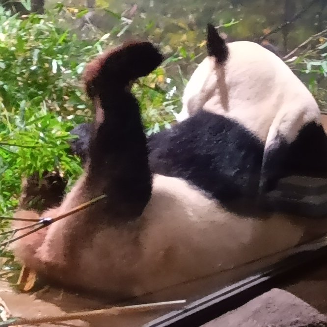 🌰🐼🌰🐼🌰HAPPY  HAPPY  BIRTHDAY 🎂💐🍎 🎁🎀19歳お誕生日おめでとう!!赤ちゃん時代から何度も写真集の表紙を飾る大スター🌟優しさ溢れるイケメンなのに時々赤ちゃん顔や少年になっちゃう超キュート😍リー君が大好き！シンちゃんと上野に来てくれてありがとうね。ずっと健康を祈ってます　＃リーリー