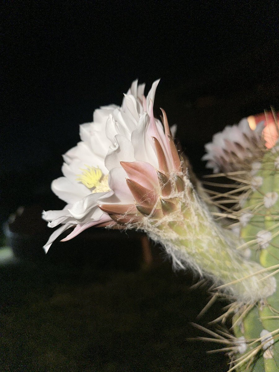 rtoab's tweet photo. Monswoon Season! 🤗 Cactus Flowers Blooming. Five out of nine opening. Storms in the distance. #LFG!
#Monsoonseason #flora #nature #life #cacti #cactus #flowers #blooms #blooming #bisbee #flower #cactusflower #nightmode #storm #clouds #sky #az #azwx #mxwx #ontheborder #wip #moody https://t.co/Hs3jgrb616