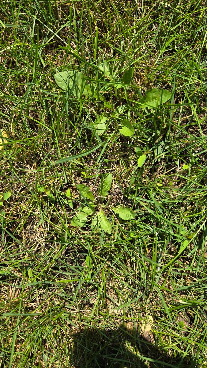 Mapmastermatt's tweet photo. What do you see in this #grass?  Tell me.  Don't forget click the #Facebook link below and follow!

#matt4swd1 #washingtoncounty #FridayFeeling #love  #soil #Election2024 #follow @WWF
@XiongMay @DucksUnlimited
@SierraClub @HumaneSociety
@pheasants4ever
https://t.co/PIm8veTqsI https://t.co/ABAwHm78i2