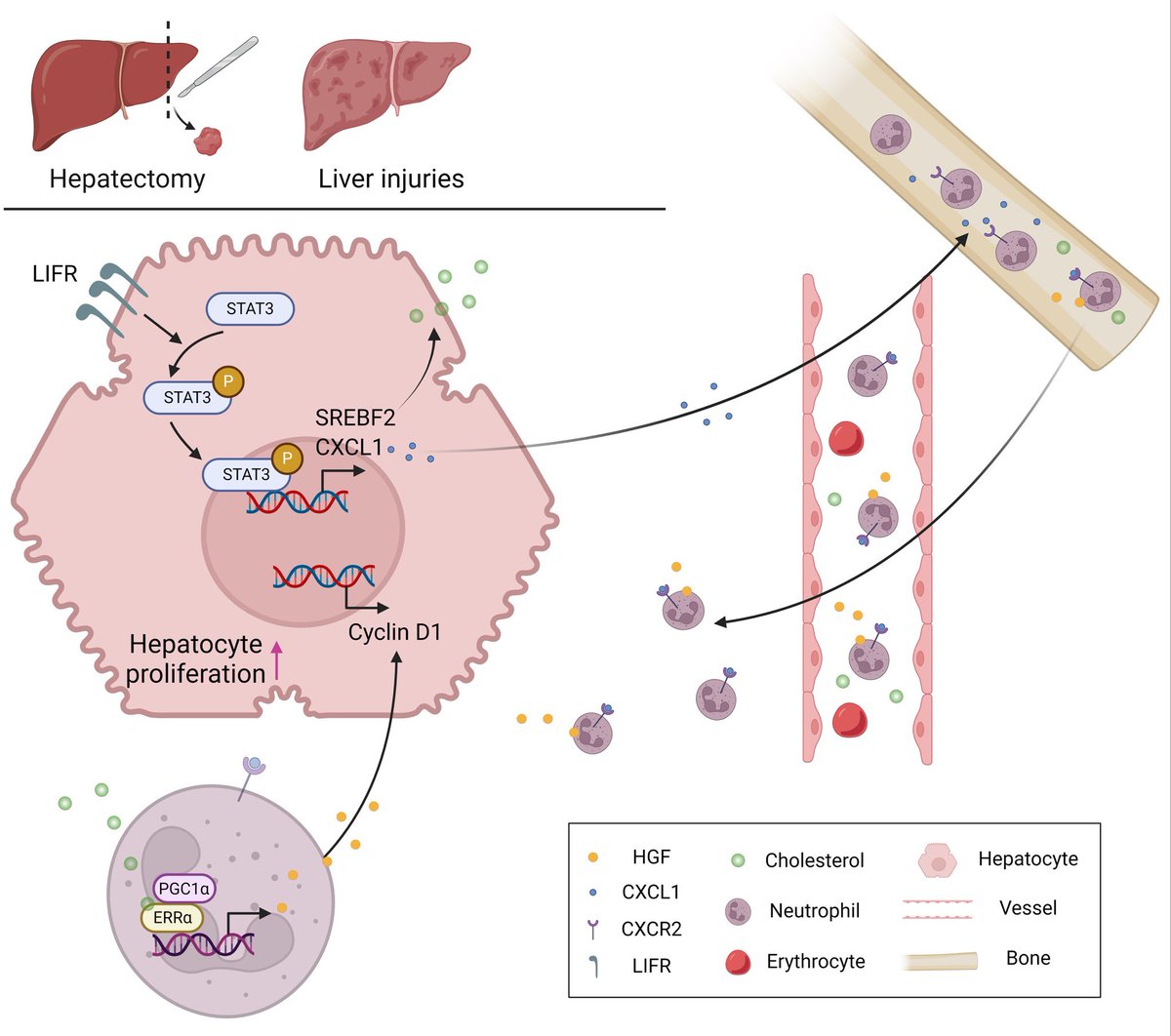 Li Ma, PhD tweet media