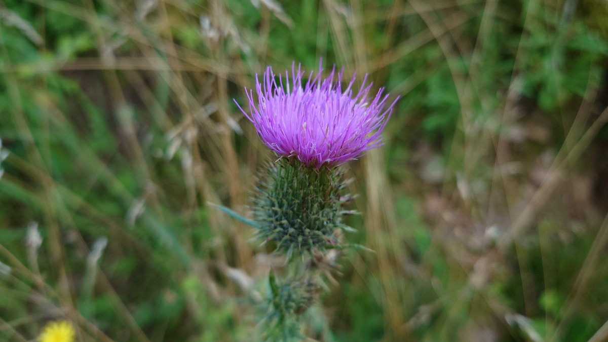 TraubenMortadelle (@darkmortadelle) on Twitter photo 