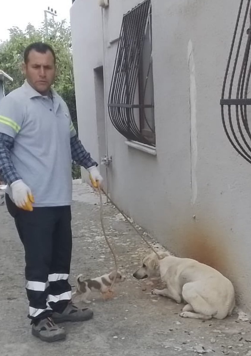 zekikayahan's tweet photo. Anne ve yavru köpek birbirinden koparılırken… 
Hangi belediye bu? Bilen var mı?
O kadar gözleri kararmış ki…
Yaşıyormuş, nefes alıyormuş, kanıyormuş, ölüyormuş, yavrusundan koparılıyormuş…
Merhametmiş, vicdanmış…
Önemi yok‼️
Bu fotoğrafların hepsi bir gün bu günler için utanç müzesi kurulursa yer alır umarım. 
#HayvanKatliamınaHayır