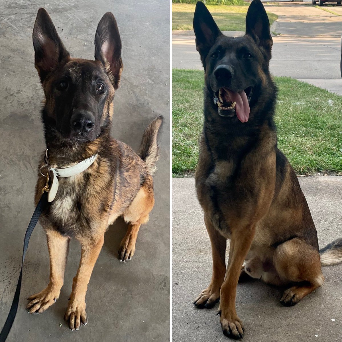 CPDPoPaws's tweet image. It has been two whole years since #K9Hunk joined the Crete Police Department! We would say he’s had quite the #glowup. 
#Police #LawEnforcement #policeK9
