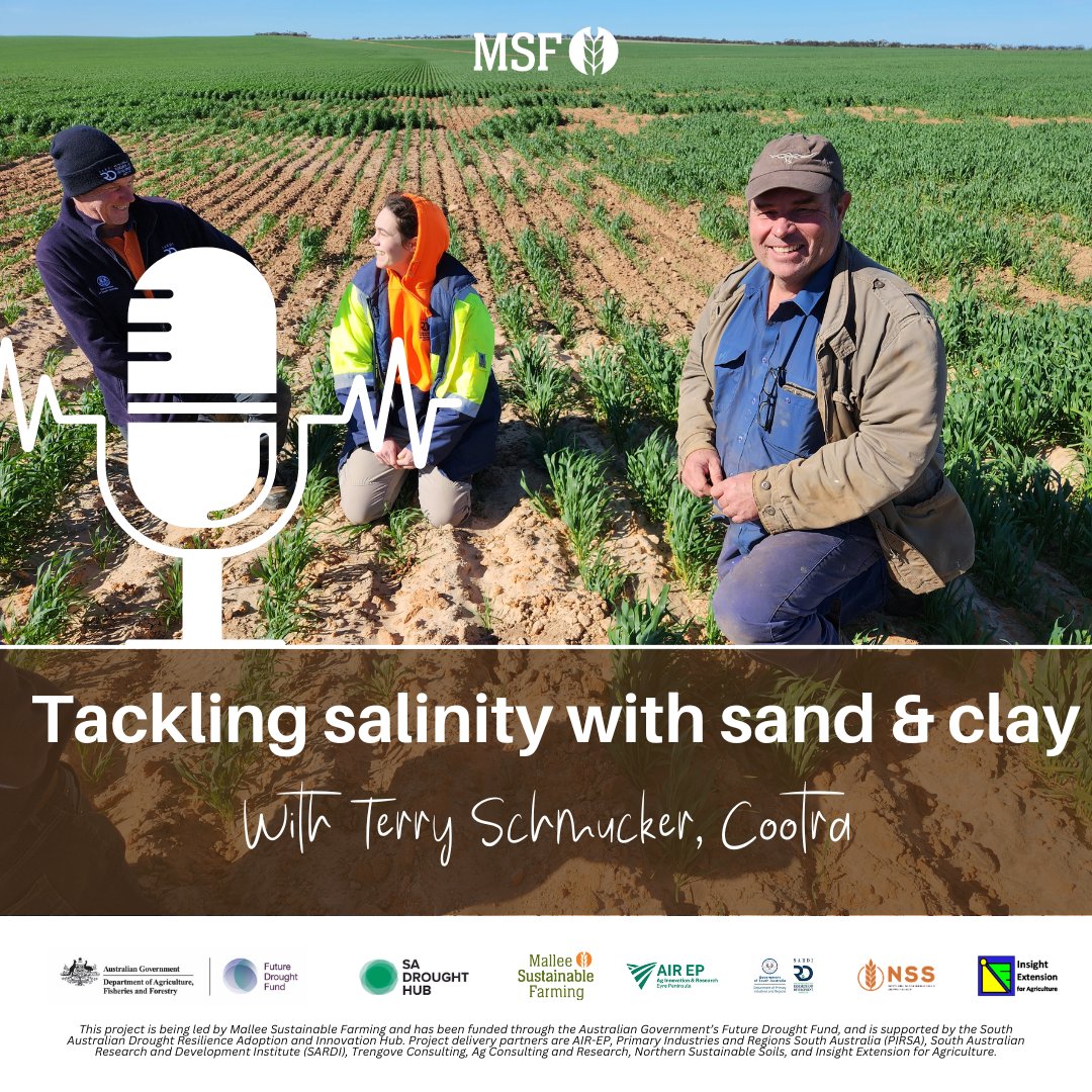 MsfMallee's tweet image. 🎙️ New #MSFFarmTalk episode! Terry Schmucker from Cootra shares how he&apos;s using sand &amp;amp; clay to tackle salinity and boost soil health. A must-listen if you&apos;re tackling salinity! 🎧 Listen now: loom.ly/sf6S4sU
#FutureDroughtFund  #DrySalineLand #AIREP #NSS