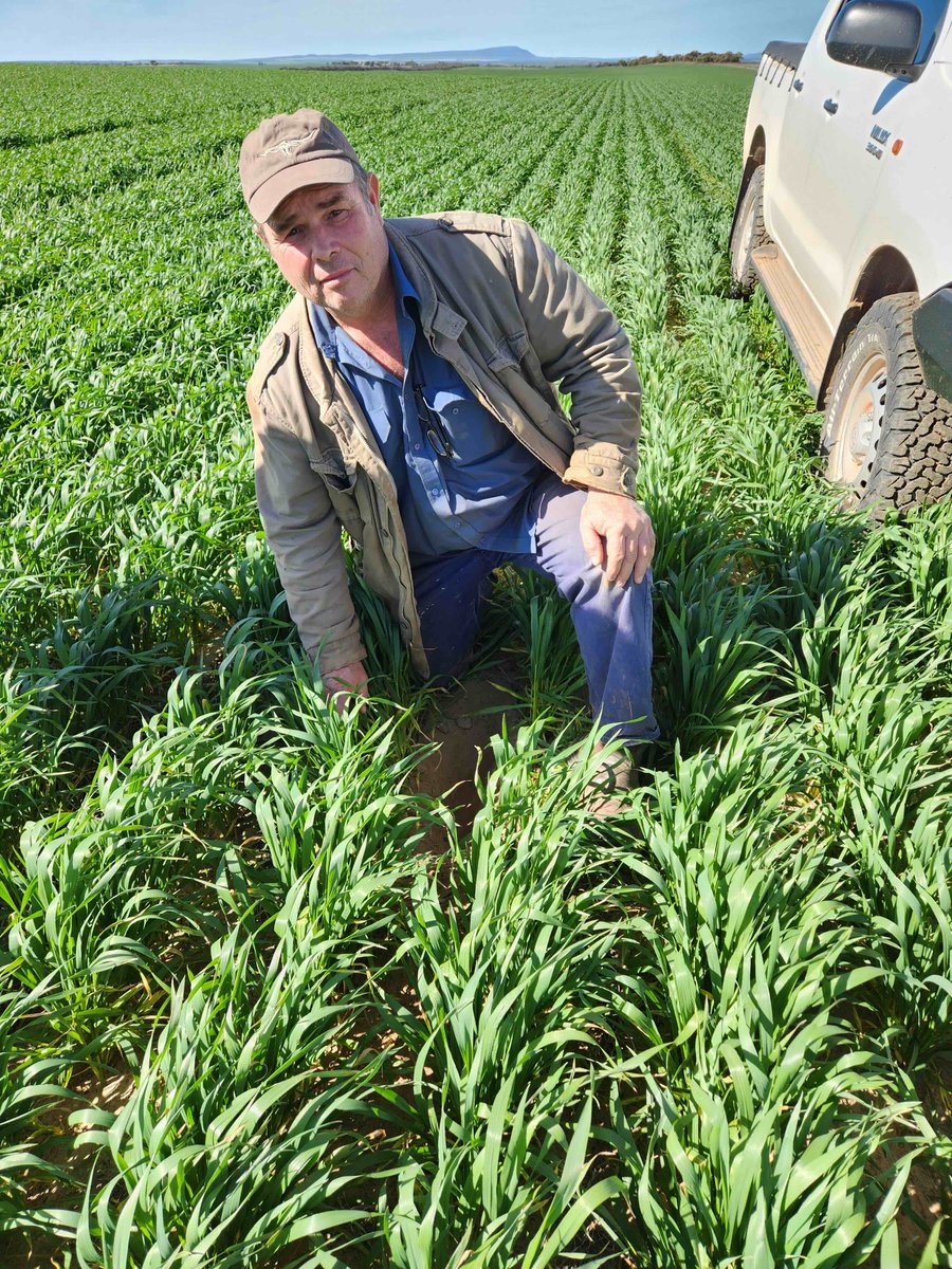 MsfMallee's tweet image. 🎙️ New #MSFFarmTalk episode! Terry Schmucker from Cootra shares how he&apos;s using sand &amp;amp; clay to tackle salinity and boost soil health. A must-listen if you&apos;re tackling salinity! 🎧 Listen now: loom.ly/sf6S4sU
#FutureDroughtFund  #DrySalineLand #AIREP #NSS