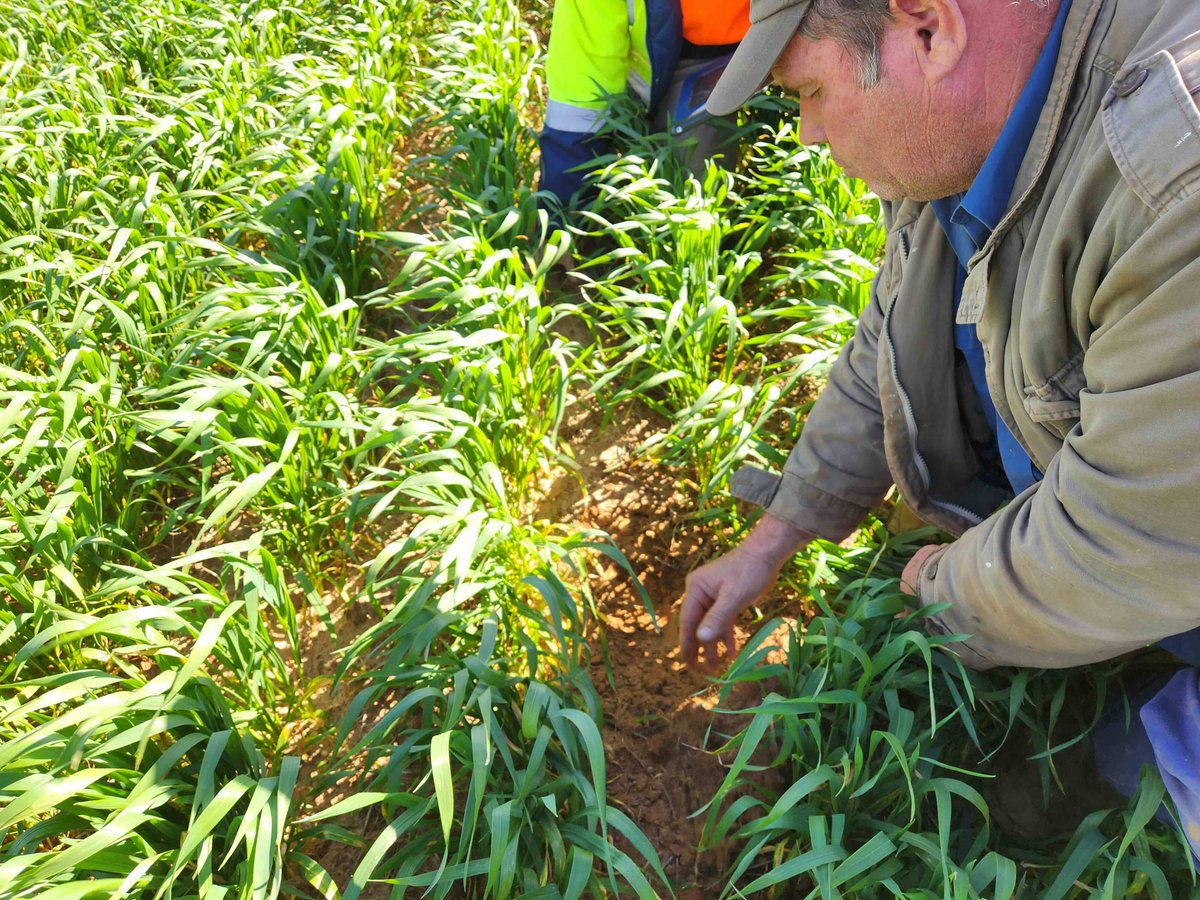 MsfMallee's tweet image. 🎙️ New #MSFFarmTalk episode! Terry Schmucker from Cootra shares how he&apos;s using sand &amp;amp; clay to tackle salinity and boost soil health. A must-listen if you&apos;re tackling salinity! 🎧 Listen now: loom.ly/sf6S4sU
#FutureDroughtFund  #DrySalineLand #AIREP #NSS