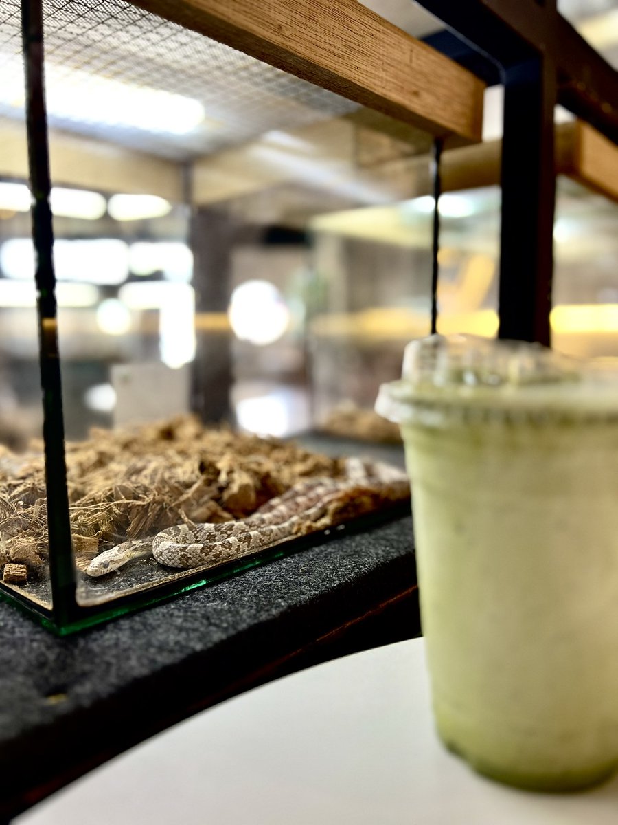Bun0411's tweet photo. Reptiles cafe 🐍🦎🕷️in KL https://t.co/27HGjRJHDO