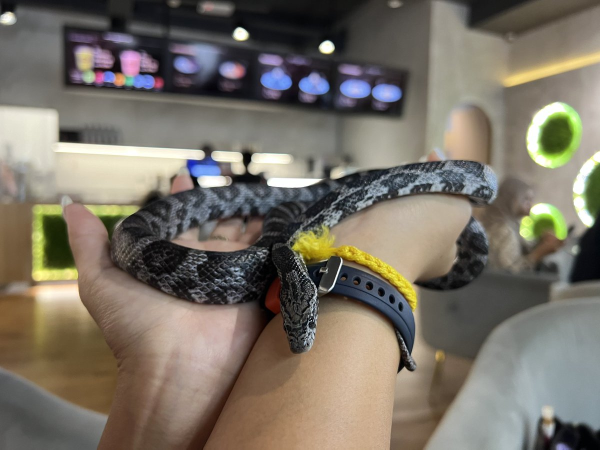 Bun0411's tweet photo. Reptiles cafe 🐍🦎🕷️in KL https://t.co/27HGjRJHDO
