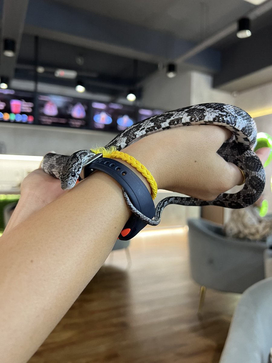 Bun0411's tweet photo. Reptiles cafe 🐍🦎🕷️in KL https://t.co/27HGjRJHDO