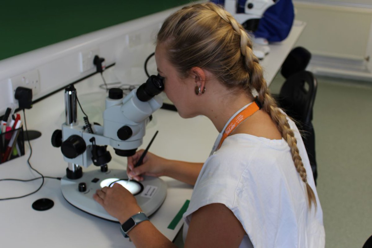 Anopheles #funestus🦟are an important #malaria vector in #Africa.  
   
@lstmnews researchers <a href="/CharlMQuinn/">Charlotte Quinn</a> &amp; <a href="/zstavdowd/">Zachary Stavrou - Dowd</a> tell us about their work to develop new tools to fight this mosquito and help #EndMalaria ➡️genedrivenetwork.org/blog/innovatio…

#WorldMosquitoDay <a href="/LSTMvector/">LSTM Vector Biology</a> <a href="/TonahN/">Tony Nolan</a>