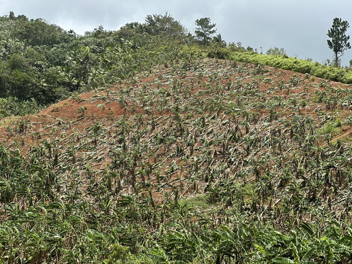 Hoy visité unas cuatro fincas en Barranquitas. Las pérdidas que tuvieron los agricultores tras el paso de Ernesto son impresionantes. Pero, ¿sabías que estos agricultores NO podrán reclamar al seguro porque lo que pasó fue una tormenta y no un huracán? 🧵