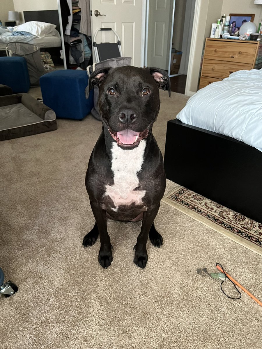 A good boy graces your time line