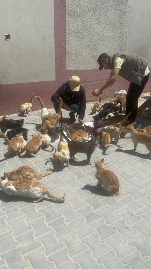 Sulaiman Ahmed tweet media