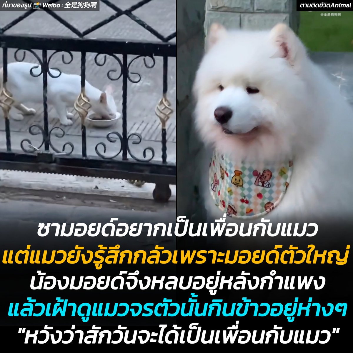 ตามติดชีวิตAnimal tweet media