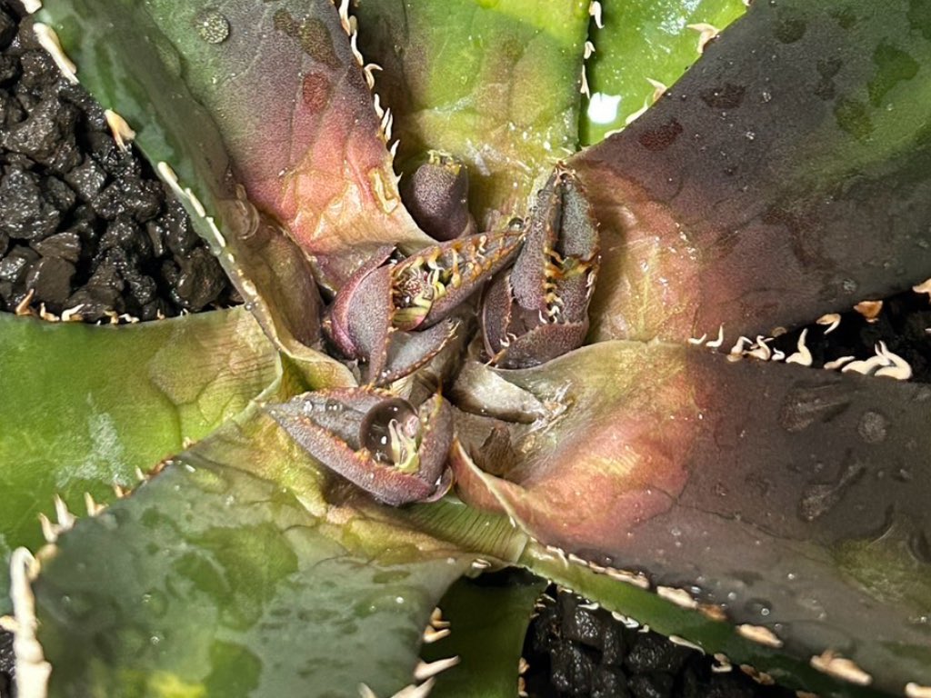 アガベを胴切りして一回に数株吹いて収穫したら、もう2巡目で子株は生えてこないんですか？
傷つけたらもうちょい採れるとかあります？