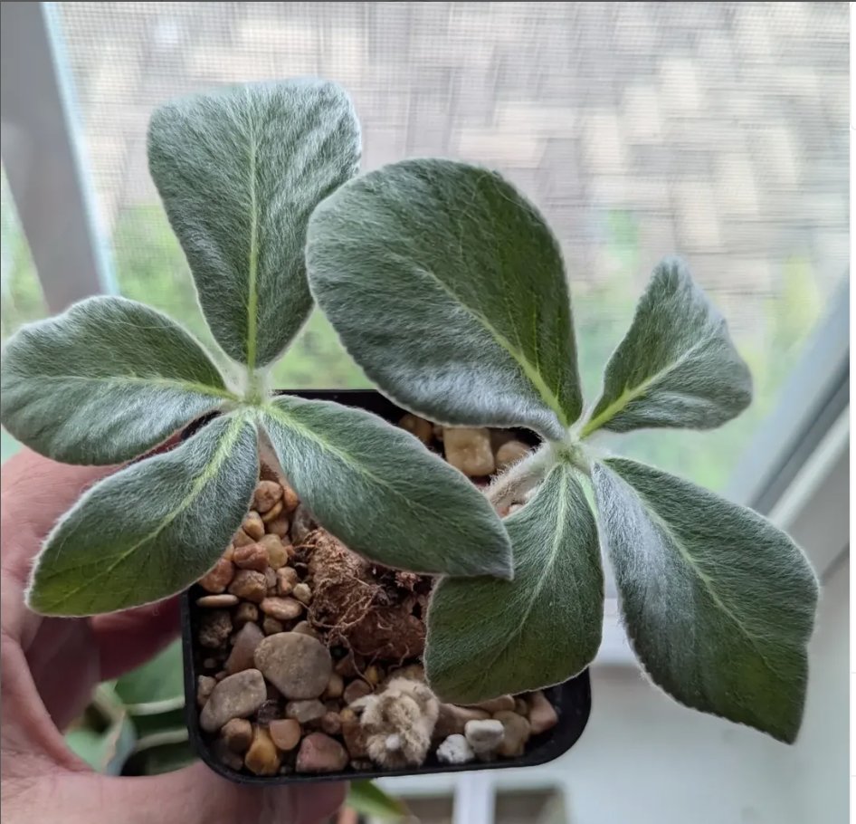 Sinningia leucotricha, one of my indoor pets 😉